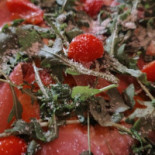 Non-gluten Pizzeria Étel