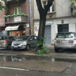 La Mimosa Kint